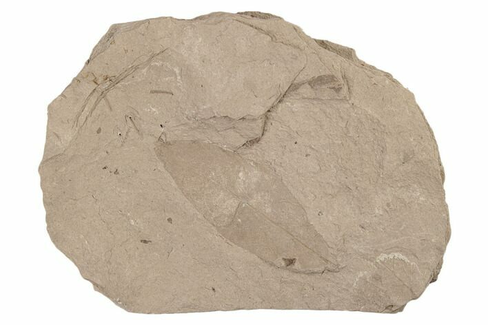 Miocene Fossil Oak Leaf (Quercus) - Idaho #189103